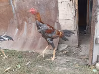Chickens — الصورة 7