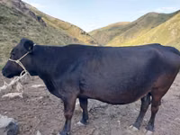 Cow, Cattle — photo 2