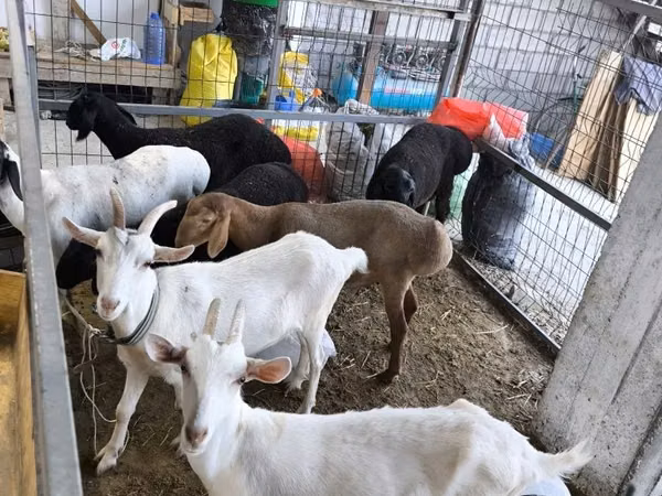 Ziege, Saanen goat