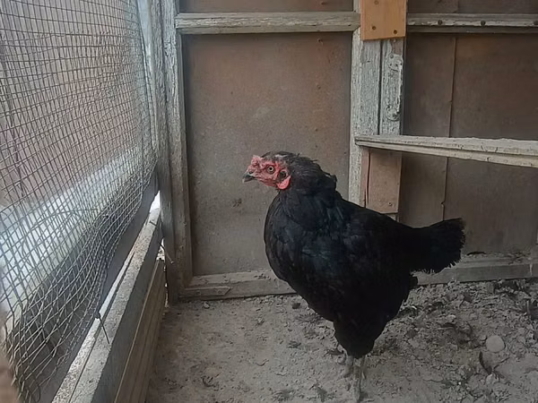 Chickens — Usbekistan