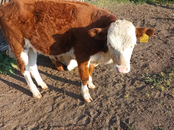 सांड, Latvian Blue cattle
