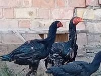 Chickens — Foto 4
