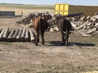 Bull, Cattle — photo 3