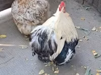 Pekin-Zwerg — Foto 2