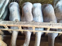 Widder, Schafe — Foto 1