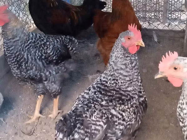 Chickens