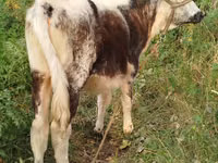 母牛, Russian Black pied cattle — 照片 5