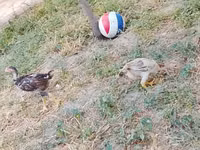 Chickens — Foto 1