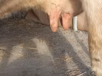 Vaca, Swiss cattle — foto 8