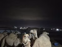 Kamelstute, Kazakh Bactrian camel — Foto 4