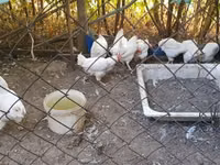 Chickens — Foto 1