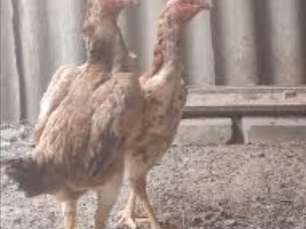 Chickens — Kirgisistan