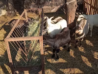 Ziegenbock, Ziegen — Foto 8