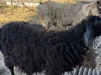Qoʻchqor, Hissar sheep — 4-rasm