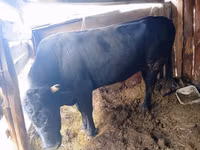 公牛, Aberdeen-Angus — 照片 1