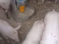 公猪, Pigs — 照片 2