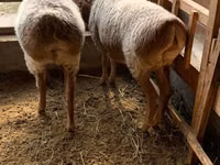 Oveja, Hissar sheep — foto 7