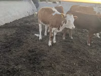 Kuh, Simmental cattle — Foto 2