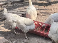 Chickens — Foto 7