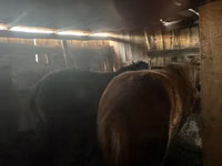 Stute, Horse breed — Foto 5