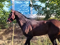 Caballos (lote, sexo no especificado), Hanoverian — foto 2