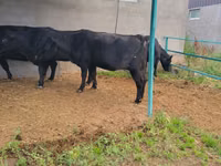 母牛, Aberdeen-Angus — 照片 3