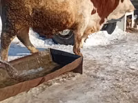 ثور, Simmental cattle — الصورة 3