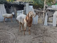Widder, Arashan sheep — Foto 3