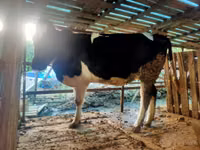 गाय, Simmental cattle — फ़ोटो 2