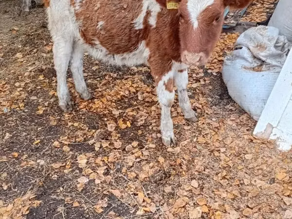 母牛, Simmental cattle — 哈萨克斯坦