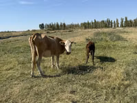 Сиыр, Latvian Blue cattle — 6-сурет