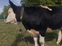 गाय, Russian Black pied cattle — फ़ोटो 2