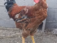 Chickens — الصورة 2