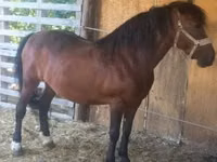 Mare, Horses — photo 1