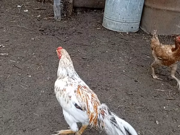 Chickens