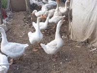 Geese — Foto 1