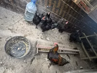 Chickens — Foto 2