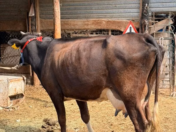 गाय, Russian Black pied cattle — कज़ाखस्तान