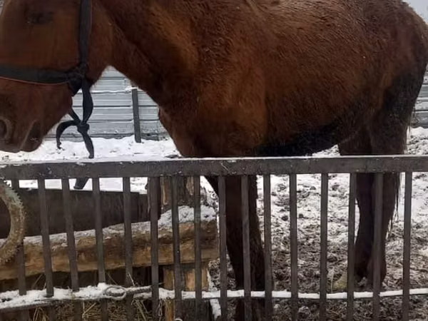 خيول (دفعة، الجنس غير محدد), الخيول