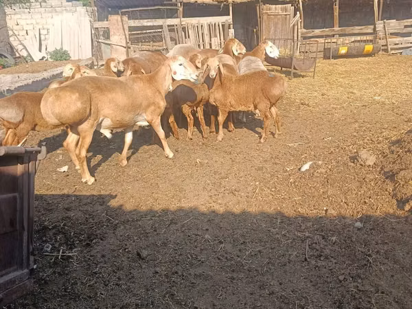 Қошқар, Arashan sheep