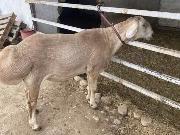 Widder, Rhon sheep