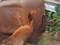 Chickens — 照片 1