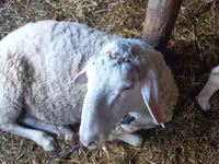 公羊, Awassi sheep — 照片 4
