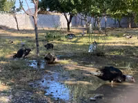 Domestic Muscovy — photo 3