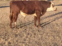 ثور, Simmental cattle — الصورة 5