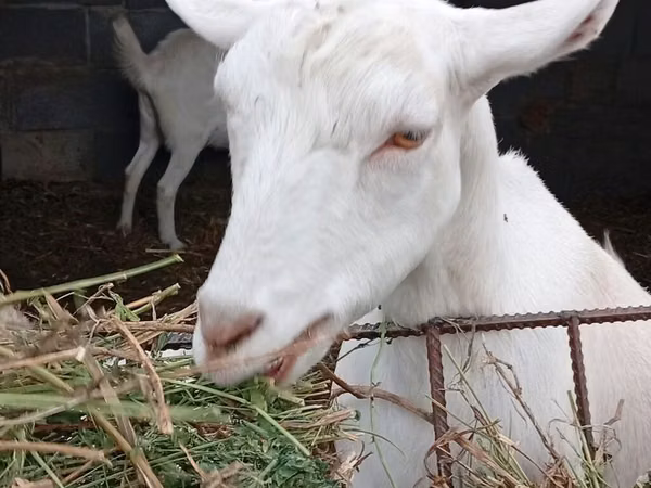 Echki, Saanen goat