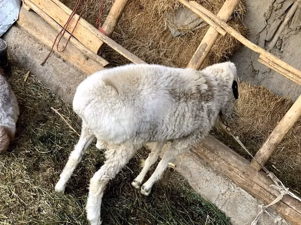 Кочкор, Гиссар койу — Өзбекстан