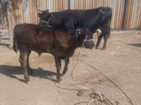 गाय, Latvian Blue cattle — फ़ोटो 2