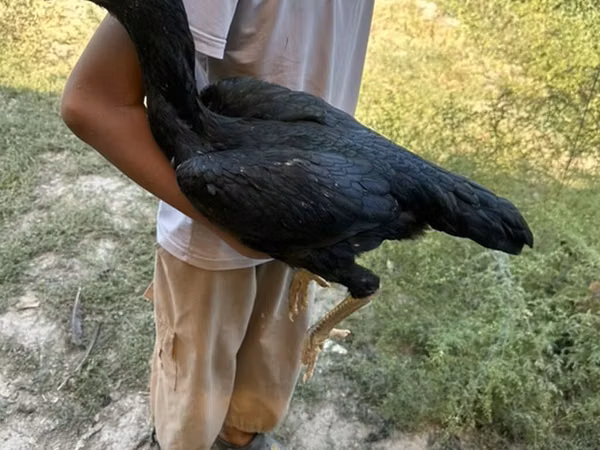 Chickens — Kirgisistan
