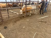 Kuh, Simmental cattle — Foto 5